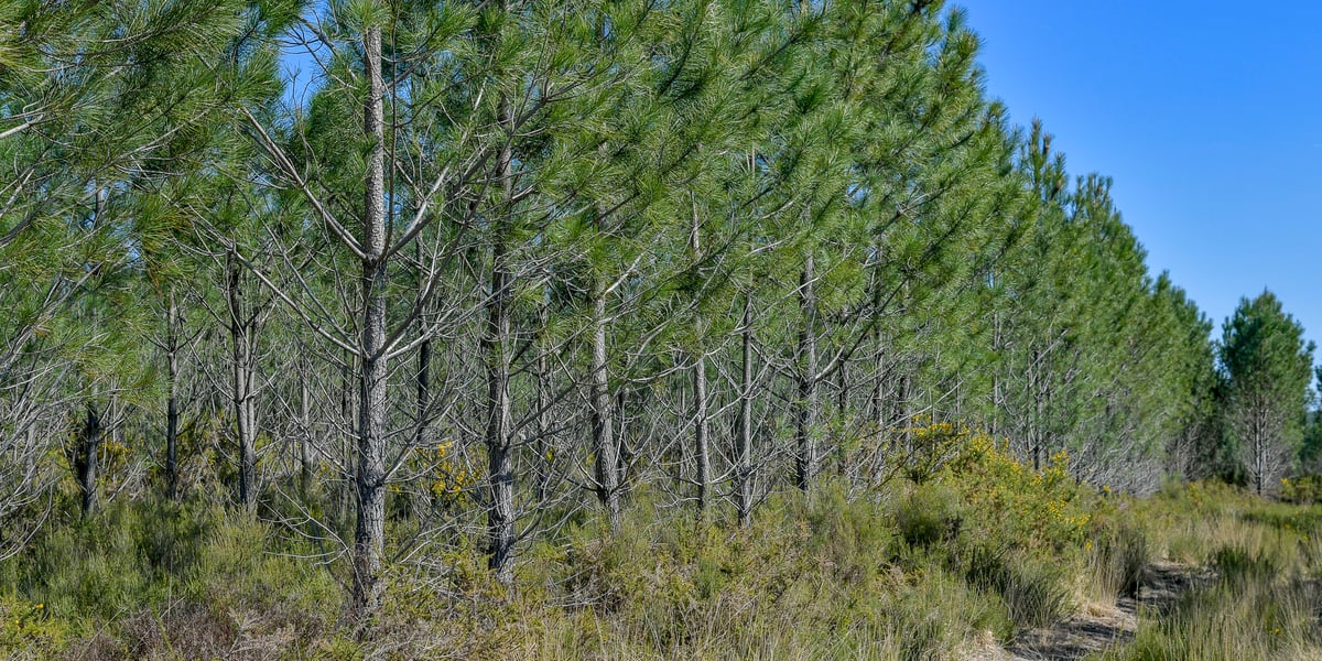 Ce massif forestier est composé à 70 % de pins maritimes et s'étend sur un million d'hectares dans les Landes, en Gironde et en Lot-et-Garonne.