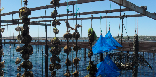 Le bassin de Thau, près de Sète (Hérault), compte 430 conchyliculteurs.