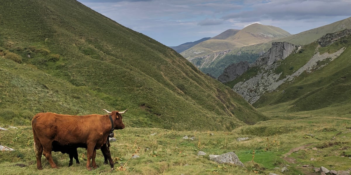 Sur les quatre départements auvergnats, 200.000 hectares de surface pastorale ont été recensés, soit en moyenne 36% de la surface agricole utile.