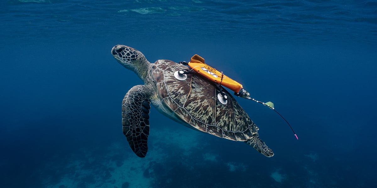 Des caméras embarquées sont installées sur les carapaces des tortues en Guadeloupe.
