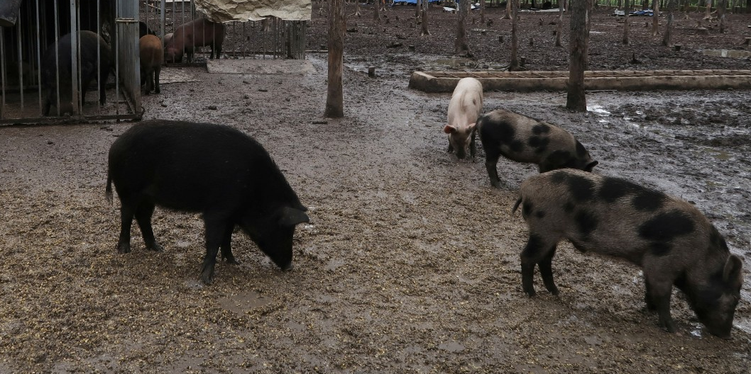 Elevage de cochons en Chine