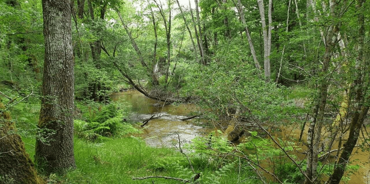 La rivière Ciron s'écoule sur 90 kilomètres au cœur de la forêt des Landes de Gascogne.