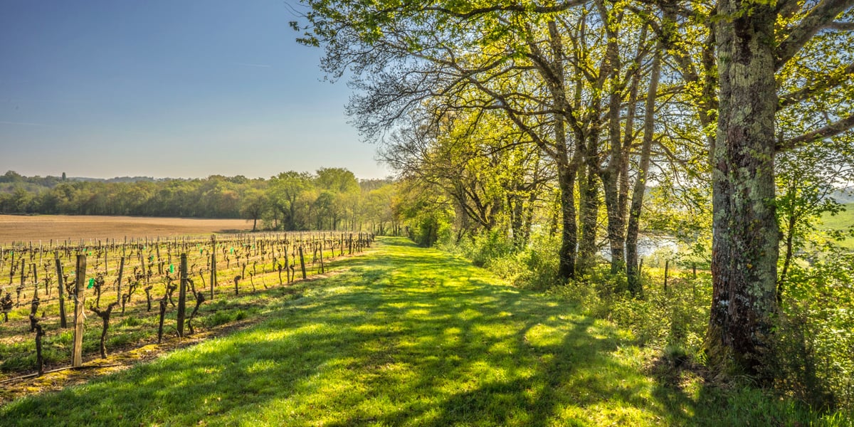 Domaine Tariquet, le plus grand domaine viticole familial de France, travaille à sa diversification.
