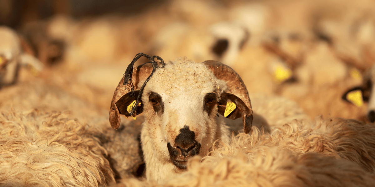 Mouton bétail troupeau