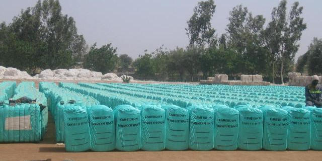 cameroun coton
