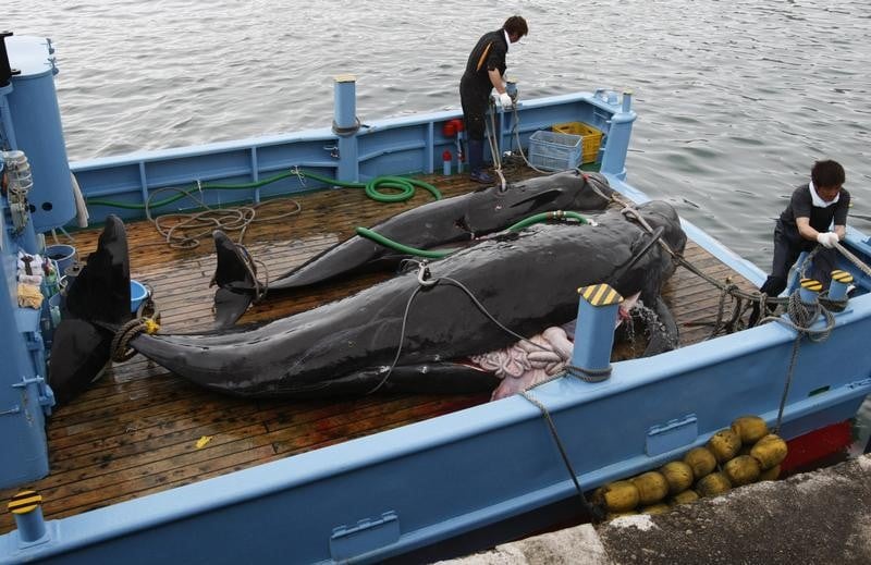 Le Japon condamné à arrêter la pêche à la baleine "scientifique"