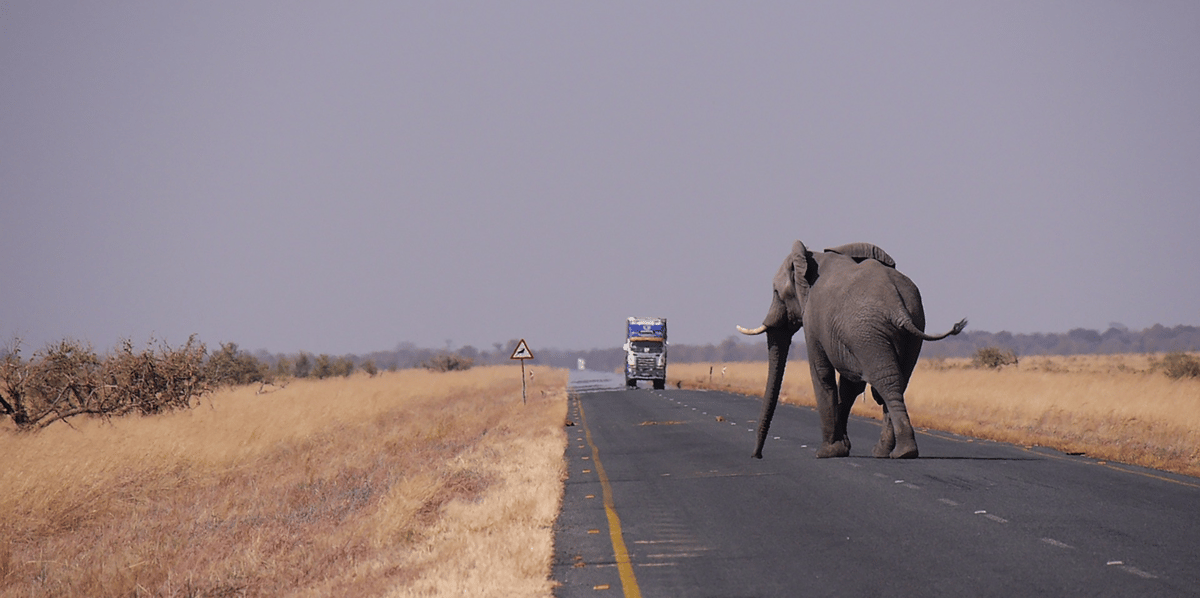 ALTDE_Botswana, de nouvelles exportations d'énergie éléphant route faune