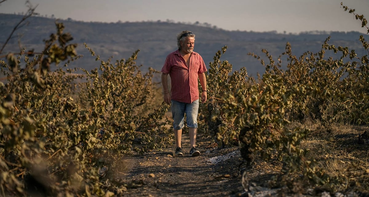 800 à 900 hectares de vignes sont partis en fumée cette semaine dans l'incendie historique qui a touché le massif des Corbières.