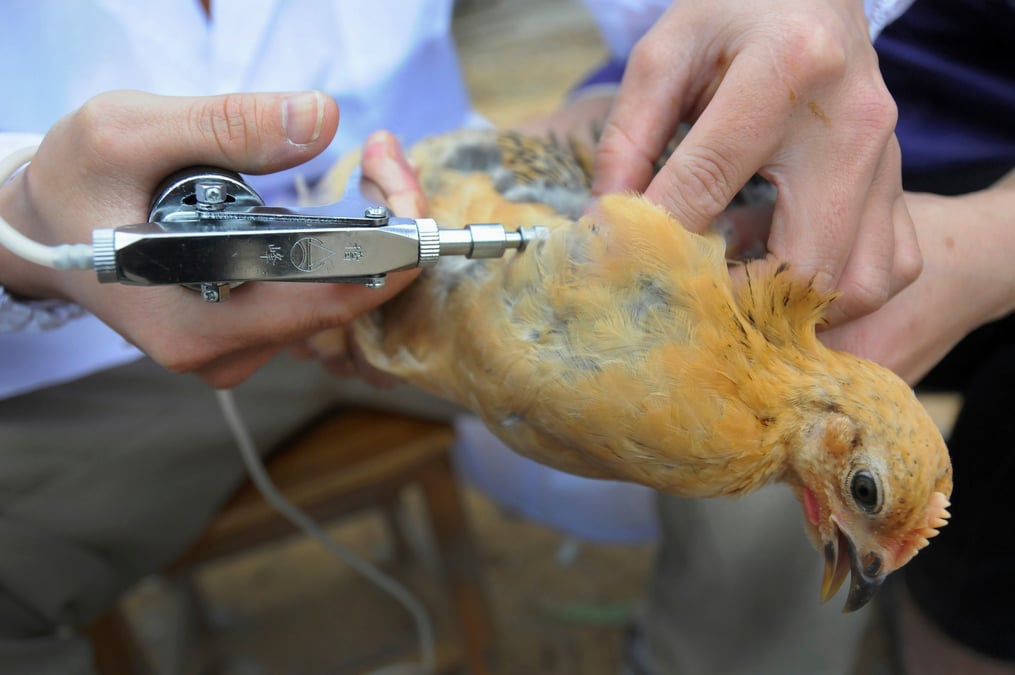 Le personnel du centre de prévention et de contrôle des maladies animales injecte le vaccin contre la grippe aviaire à des poulets en Chine.