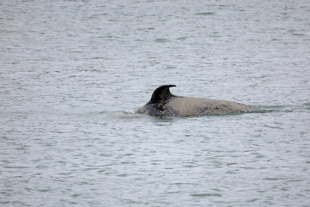 L'orque en difficulte dans la seine a ete retrouvee morte, selon sea shepherd
