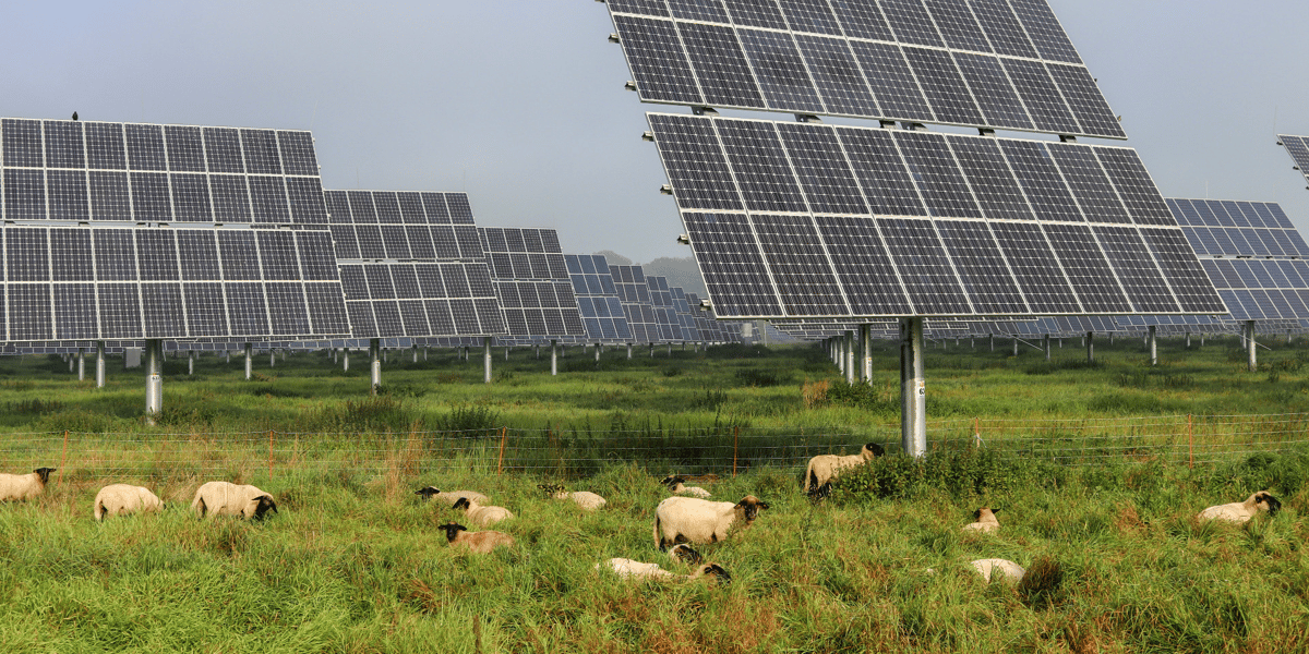 Agrivoltaïsme