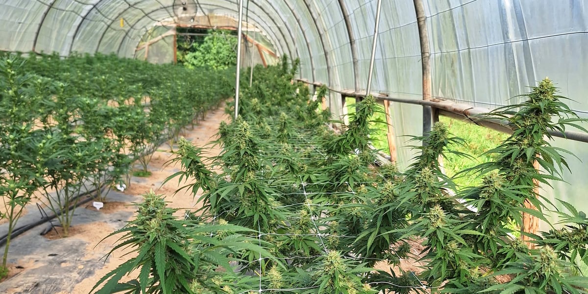O Green Lab cultive 15.000 plants sur deux sites, sous serre et en extérieur