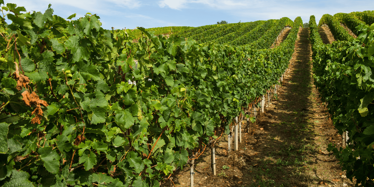 Les prix des parcelles de vignes sont en baisse dans 77 % des 26 appellations du vignoble bordelais. Seules les vignes des bordeaux blanc sont en légère hausse.