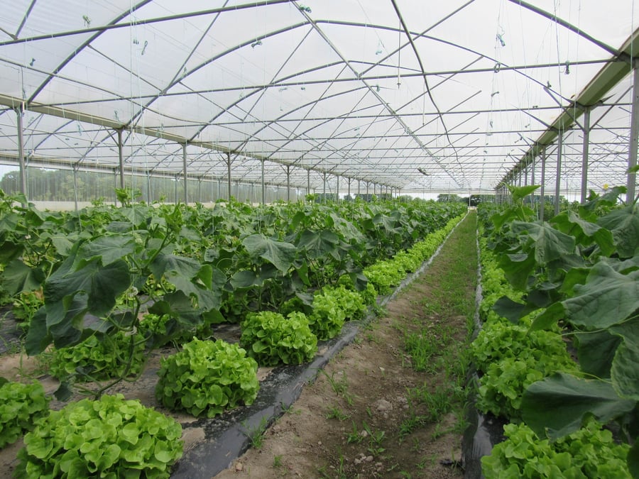 Avec 4,9% de l’ensemble des surfaces agricoles représentant 112 000 hectares en France, les exploitations biologiques ont reculé de 2000 hectares en 2023 pour la première fois depuis 2014. En cause, l’inflation qui rogne le pouvoir d’achat des consommateurs.