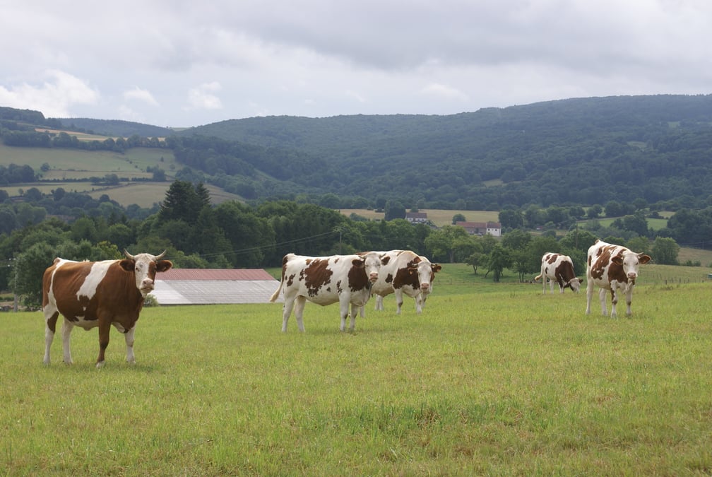 Détectée en France à la fin juin, la dermatose nodulaire a vite gagné du terrain ces dernières semaines. En Savoie et en Haute-Savoie, 39 foyers ont été recensés, causant de l’inquiétude dans d’autres régions et même en Suisse voisine.