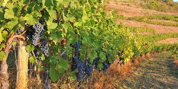 VIGNES