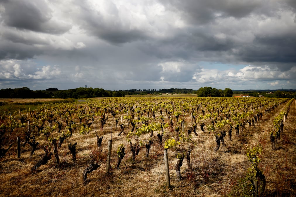 Baisse historique attendue de la production viticole cette annee