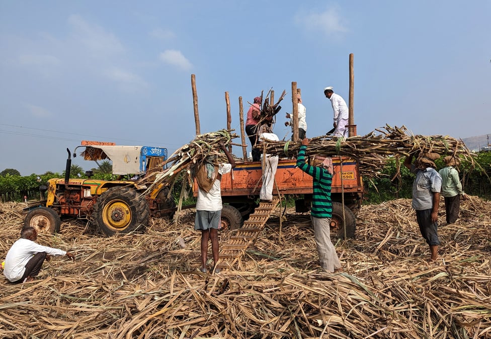 Des ouvriers chargent de la canne a sucre dans un tracteur a maharashtra, inde