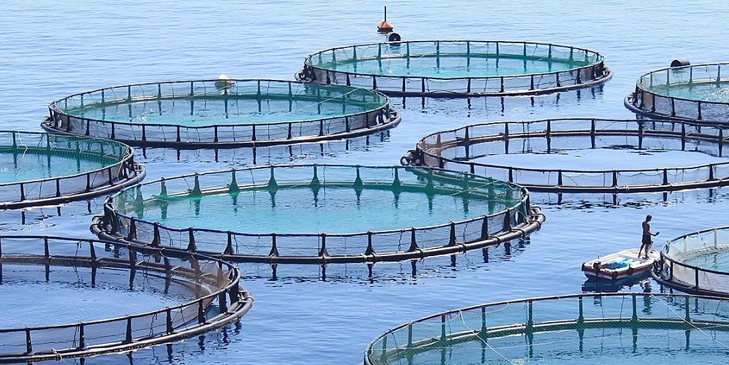 aquaculture