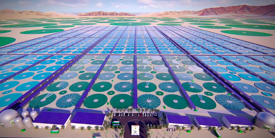projet de ferme industrielle de production de micro-algues en Arabie Saoudite