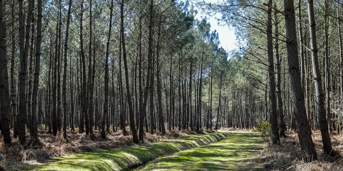 Forêt Médoc