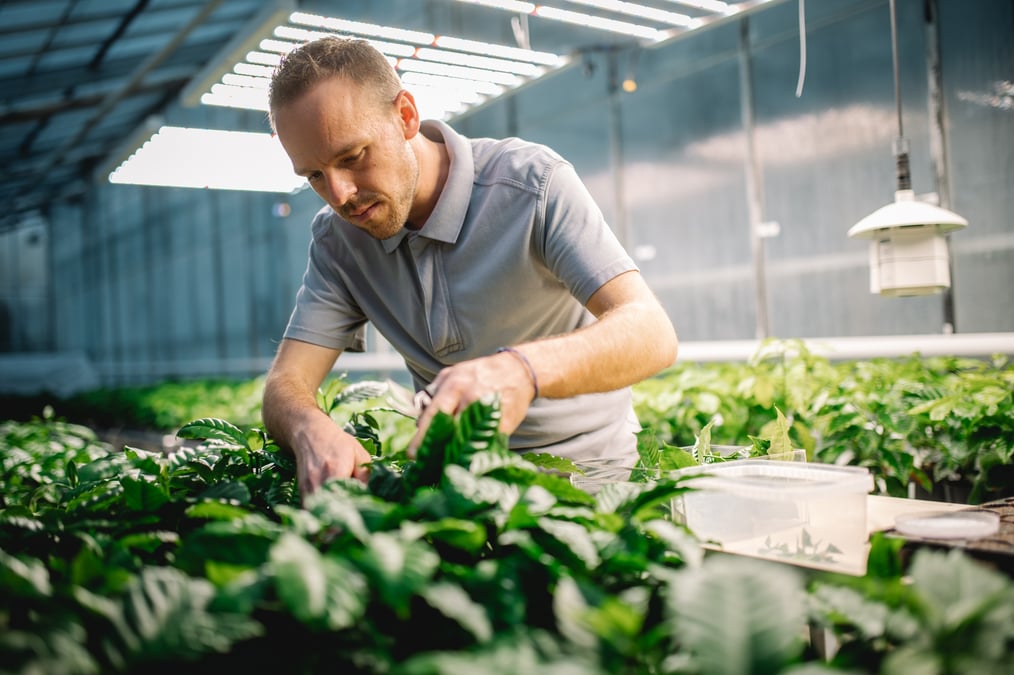 Les nouvelles espèces de caféiers, qui produiront les futurs crus de Nescafé, sont conçues et cultivées en Touraine.