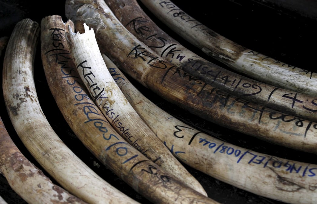 Des defenses d'elephant recuperees de diverses operations, au kenya