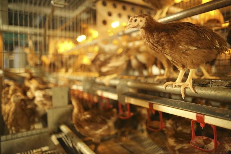 France: un insecticide interdit detecte dans des elevages de poules