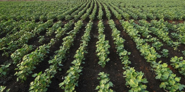 Coton bt agriculture OGM