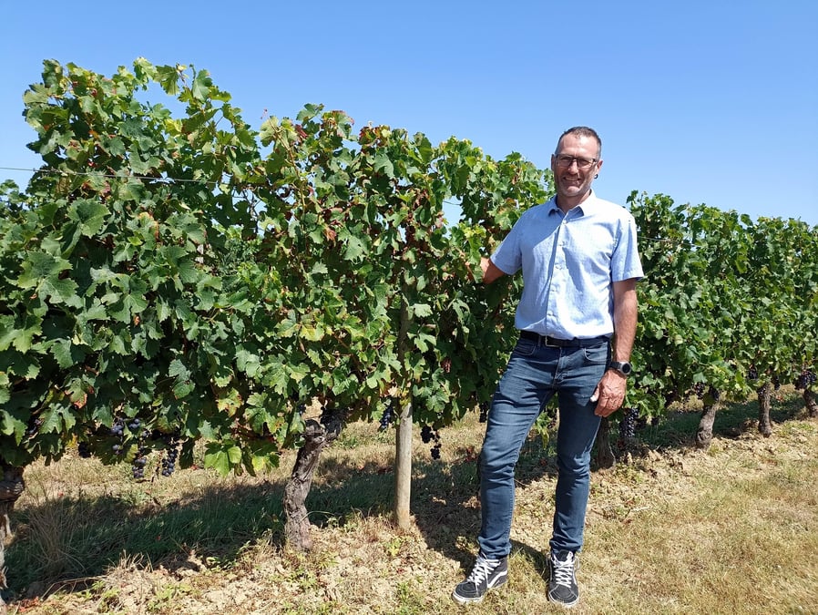 Les vendanges débuteront début septembre aux Vignobles Boissonneau à Saint-Michel-de-Lapujade en Gironde.