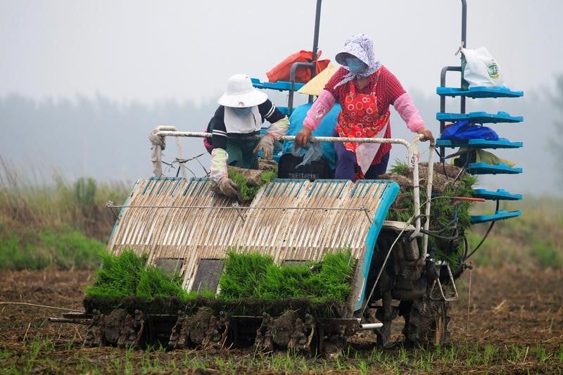 La chine va importer pour la premiere fois du riz americain