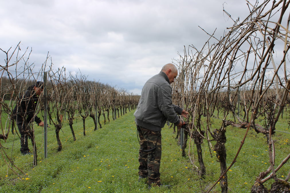 Viticulture vignes