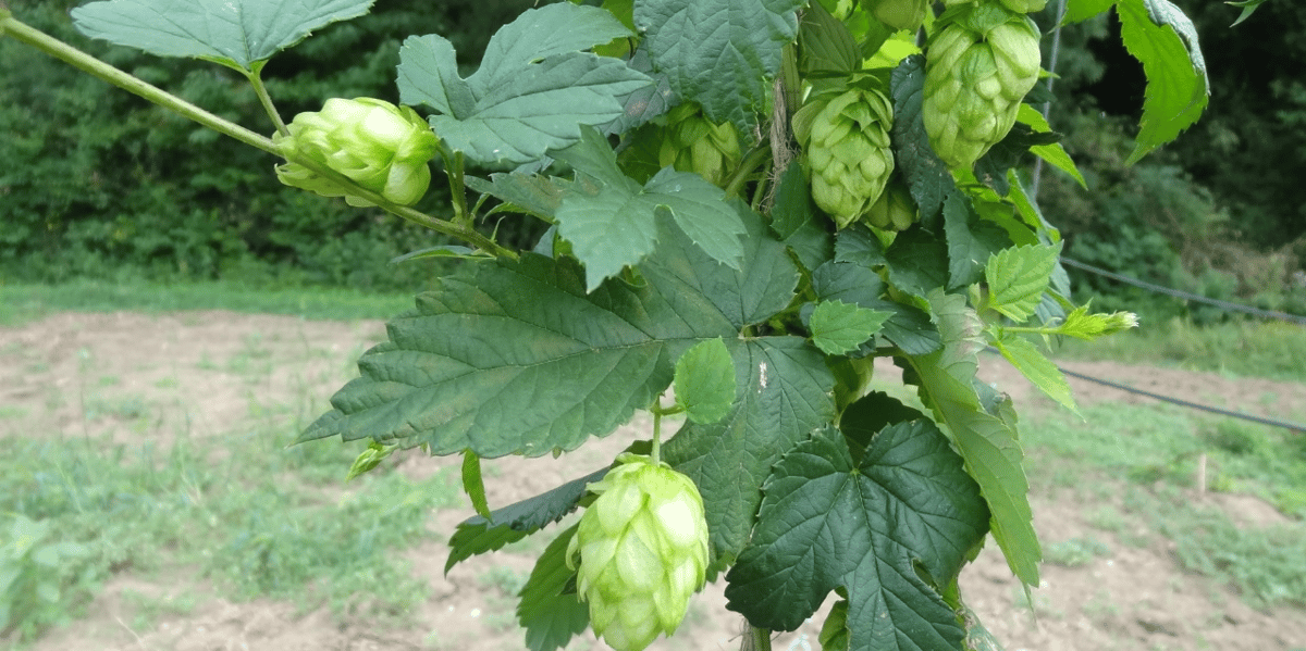 houblon