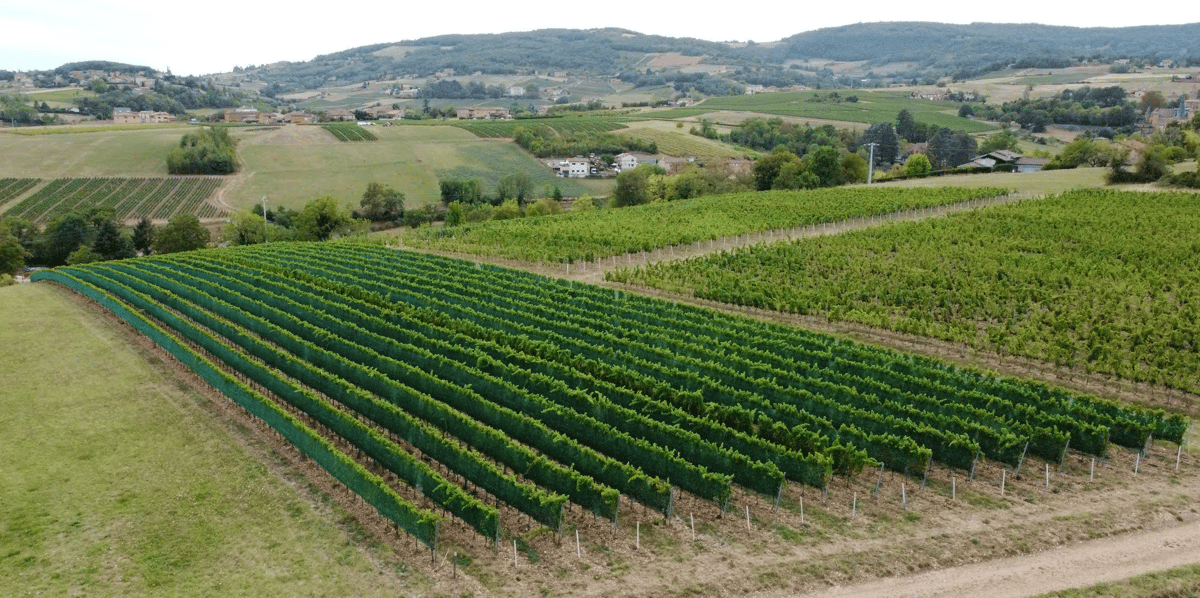 Domaine de l'Eclair Sicarex Beaujolais