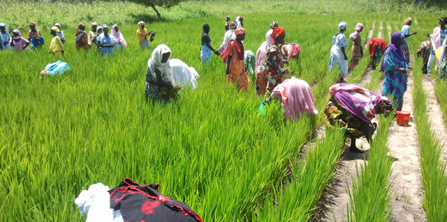 Sénégal agriculture femmes