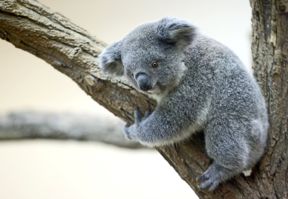 La population de koalas australiens a diminue d'un tiers en trois ans