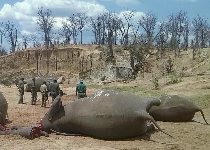 Massacre d'elephants dans un parc du zimbabwe