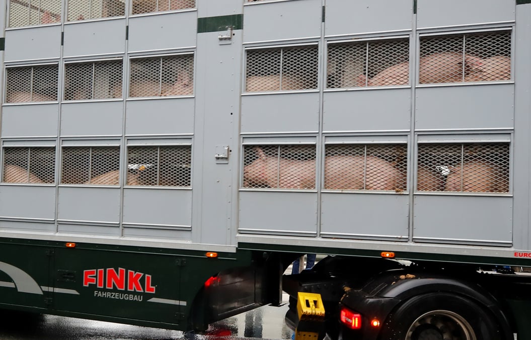 Peste porcine: interruption des exportations de viande de porc allemande vers la chine