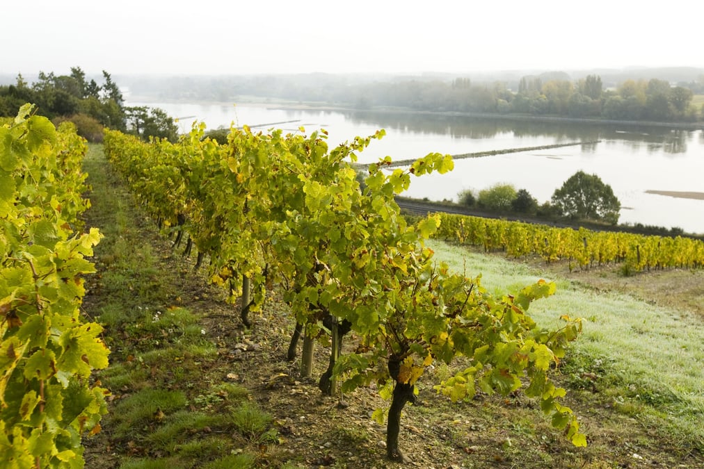 vignoble loire