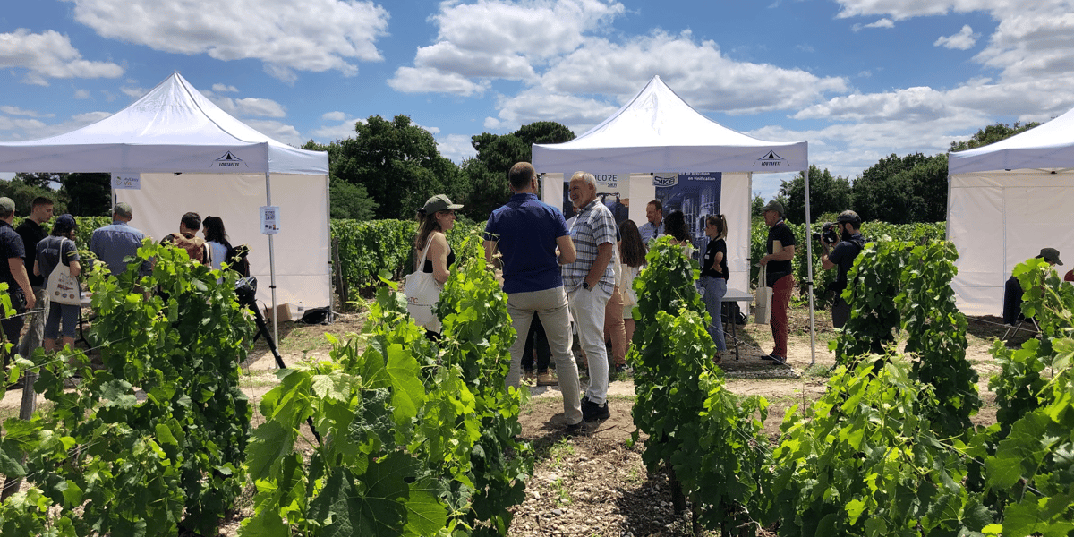 viticulture innovation chateau luchey Halde