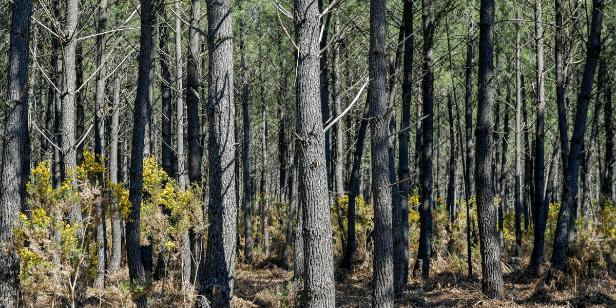 Forêt Médoc Gironde