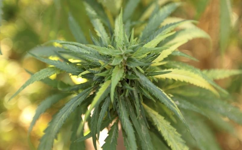 L'usage therapeutique du cannabis assoupli en allemagne