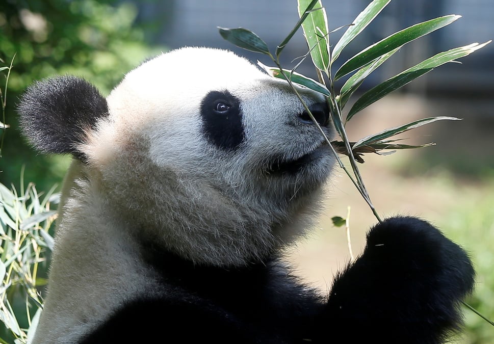 Japon : naissance de pandas jumeaux au zoo d'ueno a tokyo