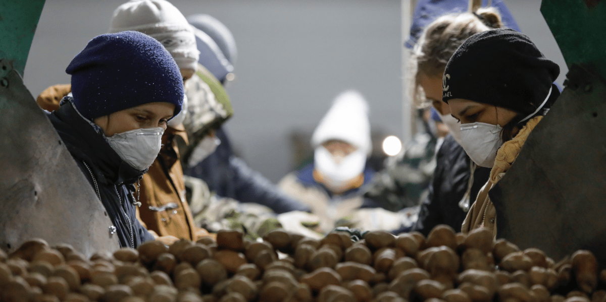 Russie / Coronavirus / Alimentation / Agroalimentaire : des employés, occupés à traiter des pommes de terre, portent des masque