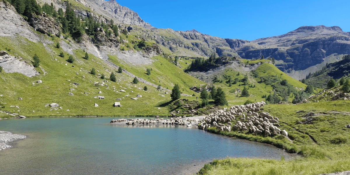 Le parc national des Ecrins, qui compte environ 120.000 ovins et 6.000 bovins, fait face à de fortes variabilités et recherchait des outils pour mieux appréhender son exposition aux risques climatiques.