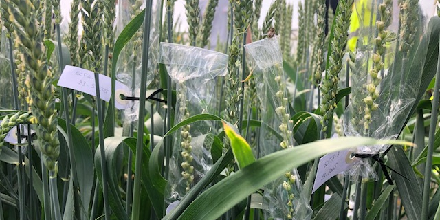 Limagrain sort, chaque année, 250 à 300 nouvelles variétés, notamment des blés pouvant s'adapter aux nouvelles maladies ou avec des caractéristiques spécifiques.