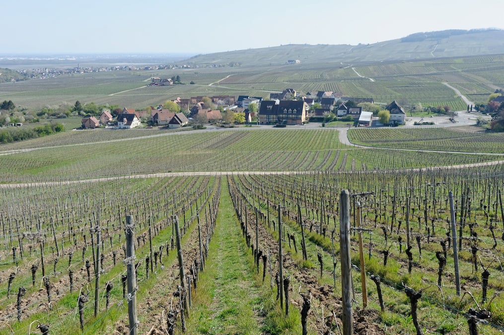 Les vignes du grand cru Schoenenbourg è Riquewihr (Haut-Rhin).