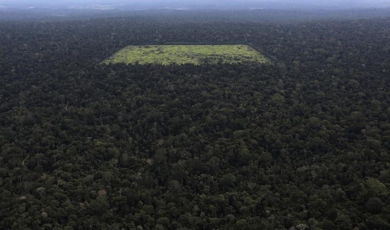 La déforestation de l'Amazonie s'est accélérée en 2013