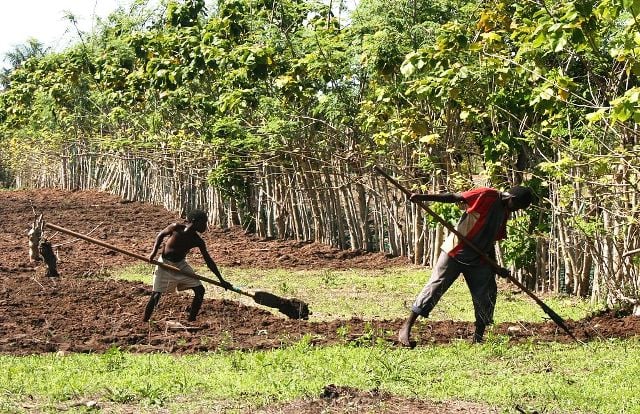riz riziculture sénégal