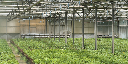 L'Institut Français de la Vigne et du Vin, au Grau-du-Roi (Gard), a inauguré en 2022 son premier modèle novateur de serre hermétique destinée à préserver le patrimoine génétique viticole.